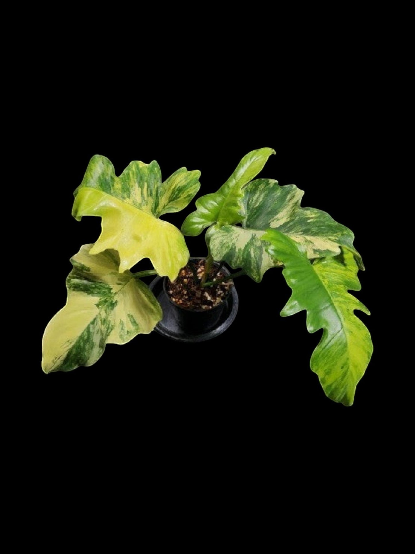 Philodendron Florida beauty x mayoi Variegated (Wide)
