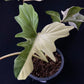 Philodendron Golden Dragon variegated