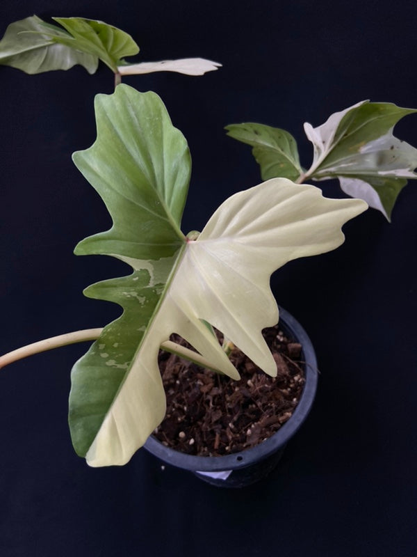 Philodendron Golden Dragon variegated