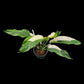 Epipremnum giganteum albo variegated (M)