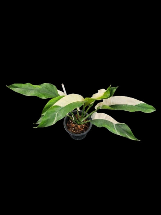 Epipremnum giganteum albo variegated (M)
