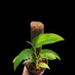 Monstera gracilis (M)