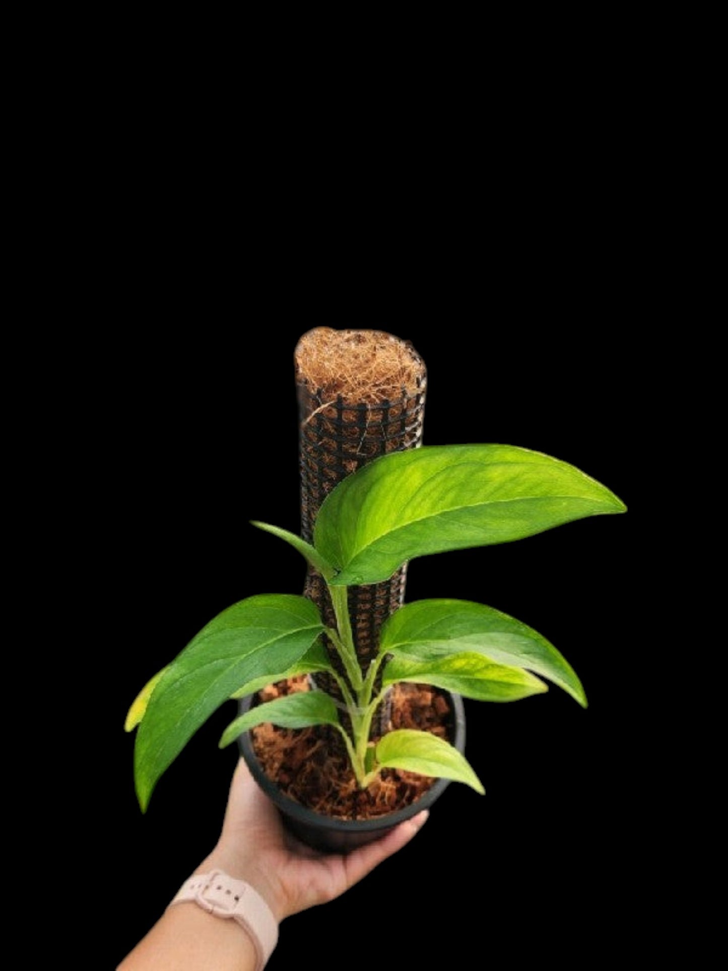 Monstera gracilis (M)