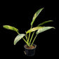 Epipremnum giganteum Aurea