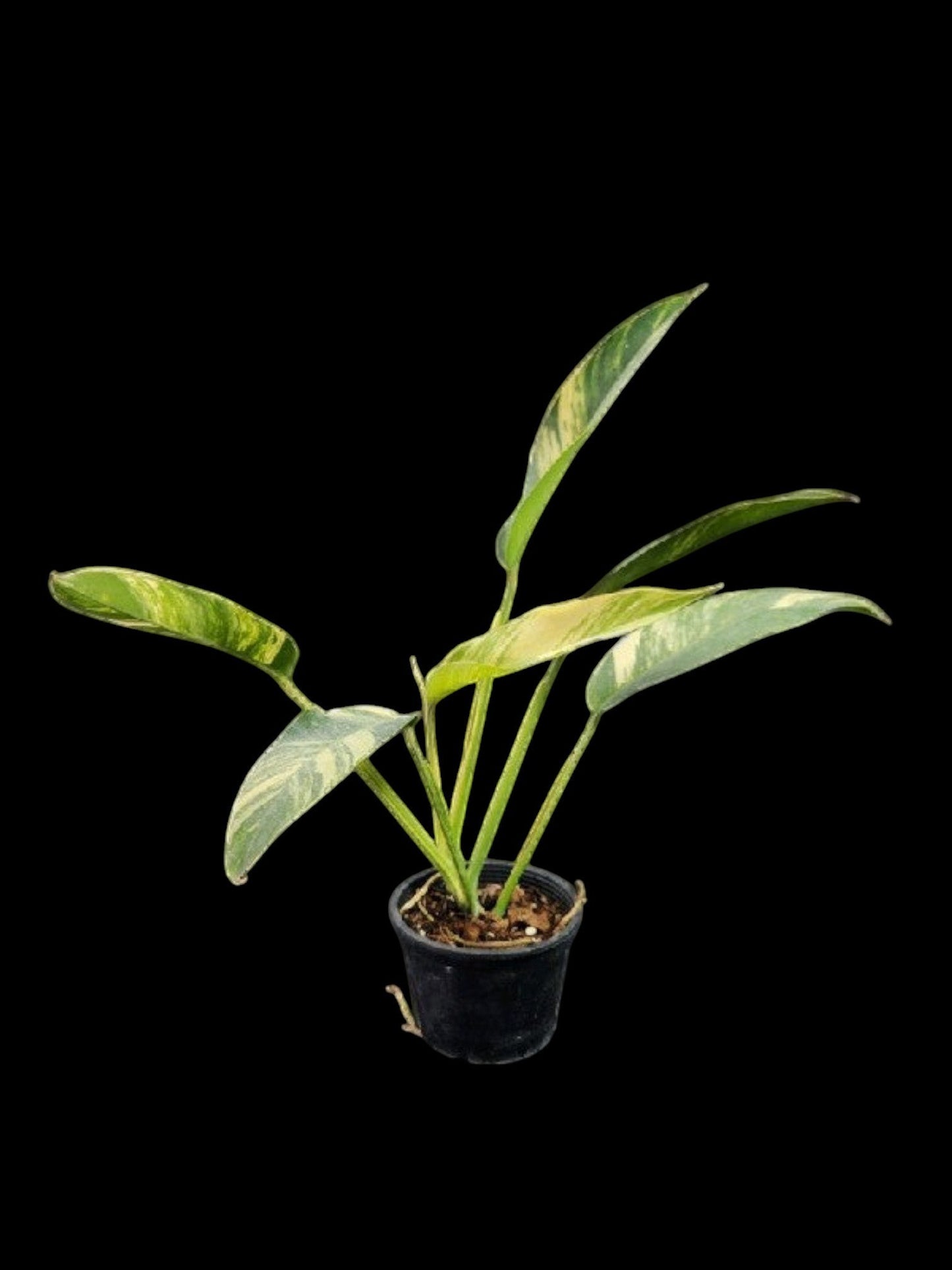 Epipremnum giganteum Aurea