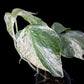 Amydrium medium variegated