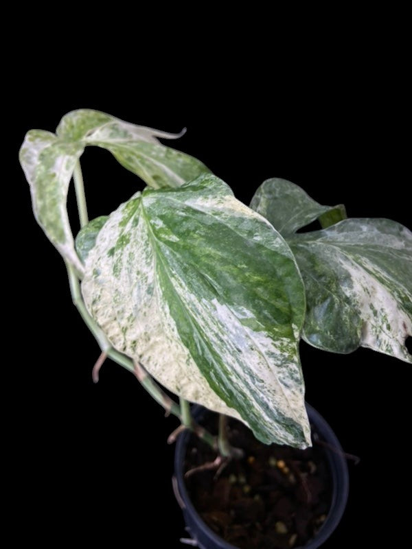 Amydrium medium variegated