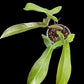 Philodendron Florida Bronze