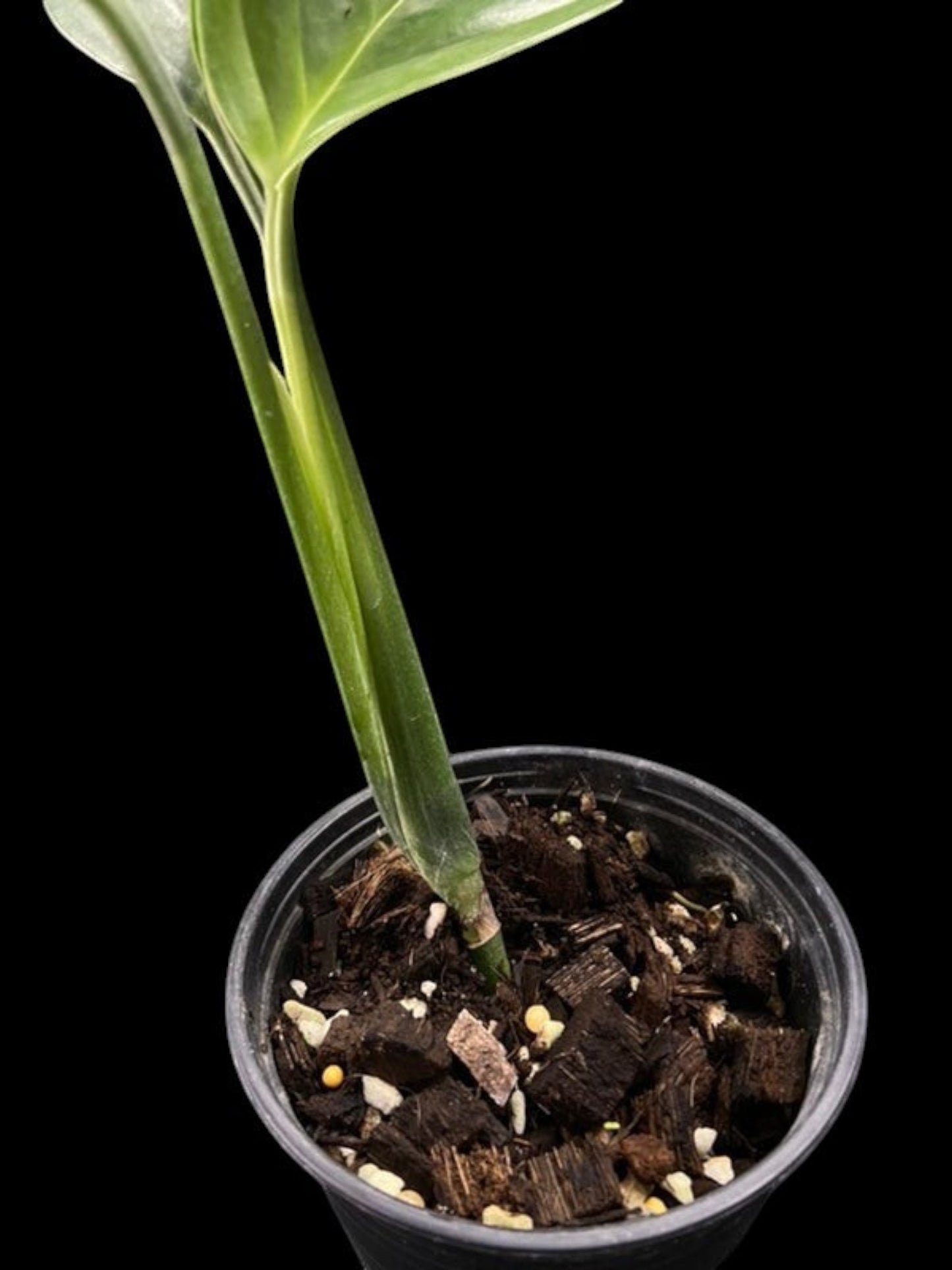 Monstera pinnatipartita Colombia
