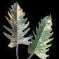 Philodendron Caramel Marble