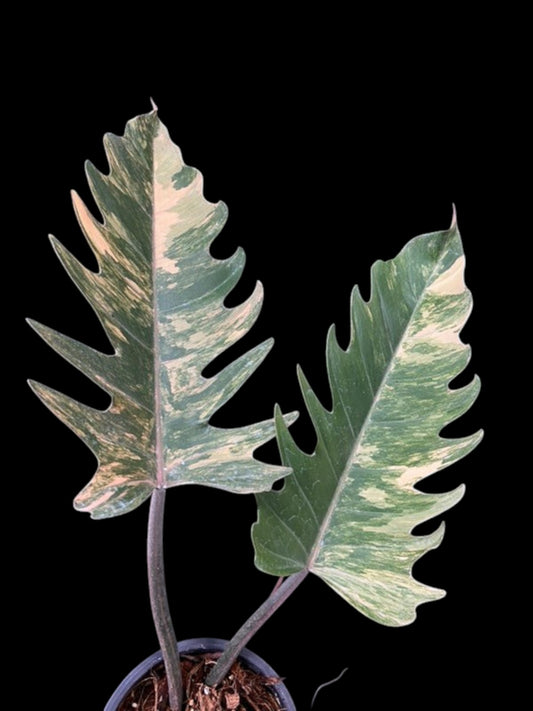 Philodendron Caramel Marble