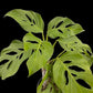 Monstera adansonii ssp. blanchetii