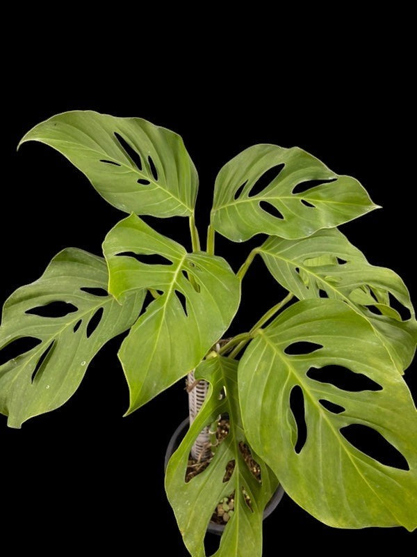Monstera adansonii ssp. blanchetii – Amazon Garden Thailand