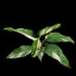 Epipremnum giganteum albo variegated (M)