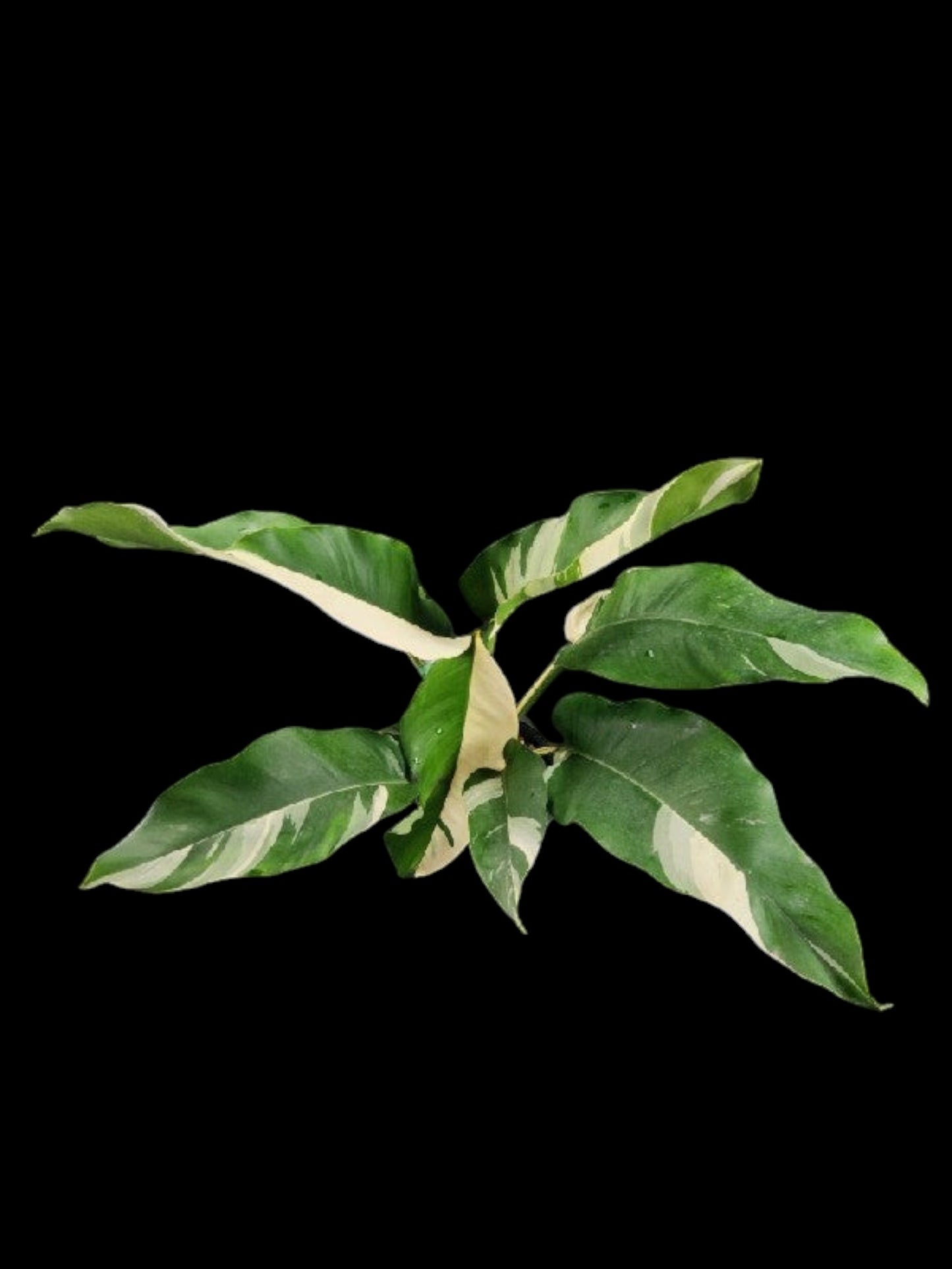 Epipremnum giganteum albo variegated (M)