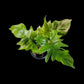 Philodendron Florida beauty x mayoi Variegated (Wide)