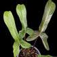 Philodendron Florida Bronze