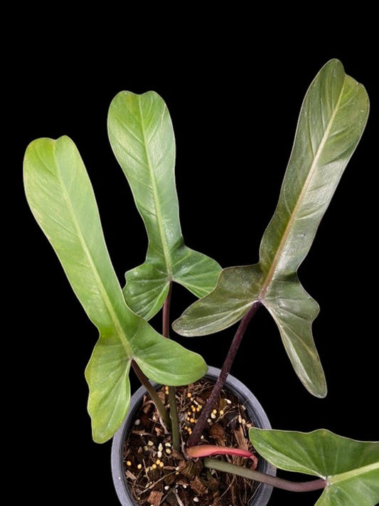 Philodendron Florida Bronze