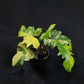 Philodendron Florida beauty x mayoi Variegated (Wide)