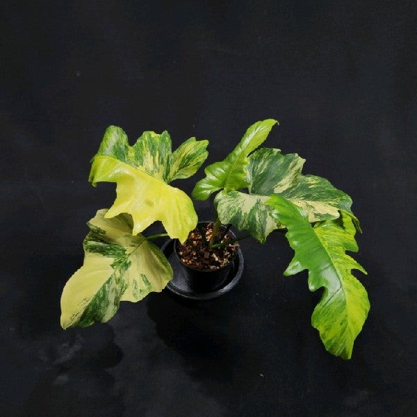 Philodendron Florida beauty x mayoi Variegated (Wide)