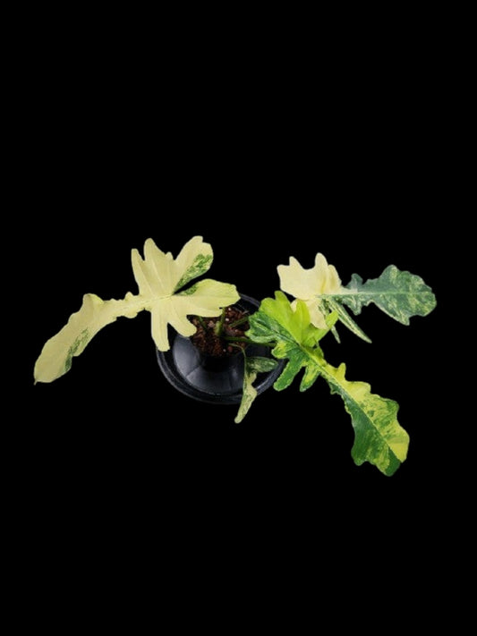 Philodendron Florida beauty x mayoi Variegated (narrow)