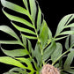 Monstera uleana (L)