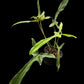 Philodendron longilobatum
