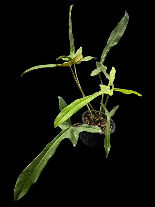 Philodendron longilobatum