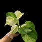 Epipremnum aureum Manjula