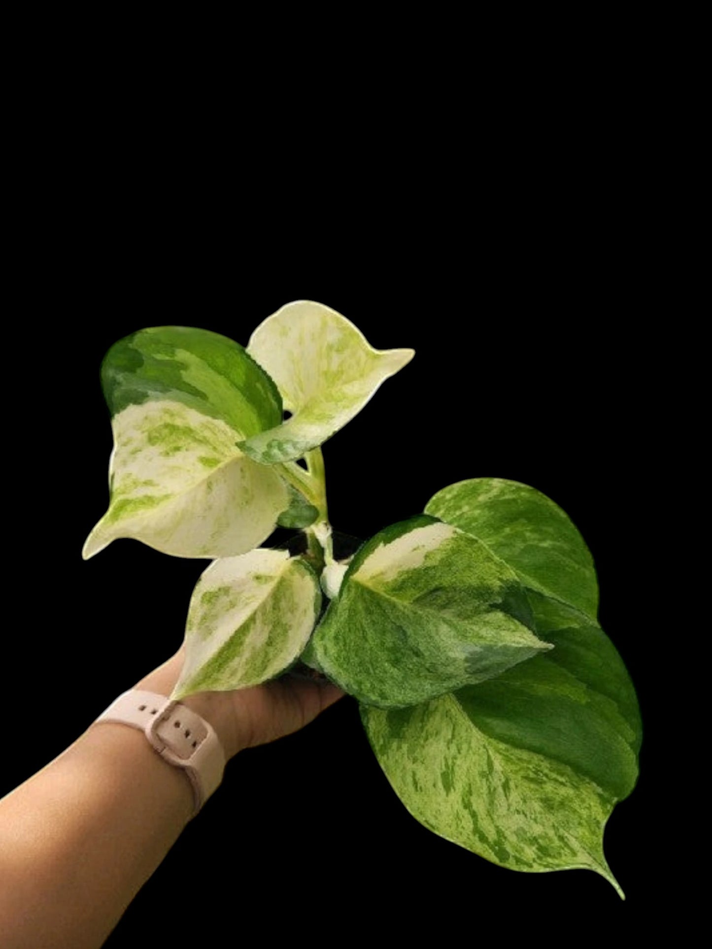 Epipremnum aureum Manjula