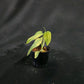 Monstera siltepecana variegated (S)
