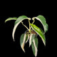 Epipremnum giganteum albo variegated (M)