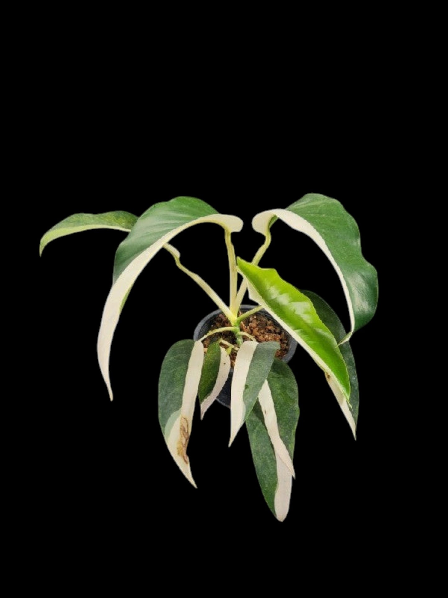 Epipremnum giganteum albo variegated (M)
