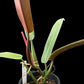 Philodendron bicolor
