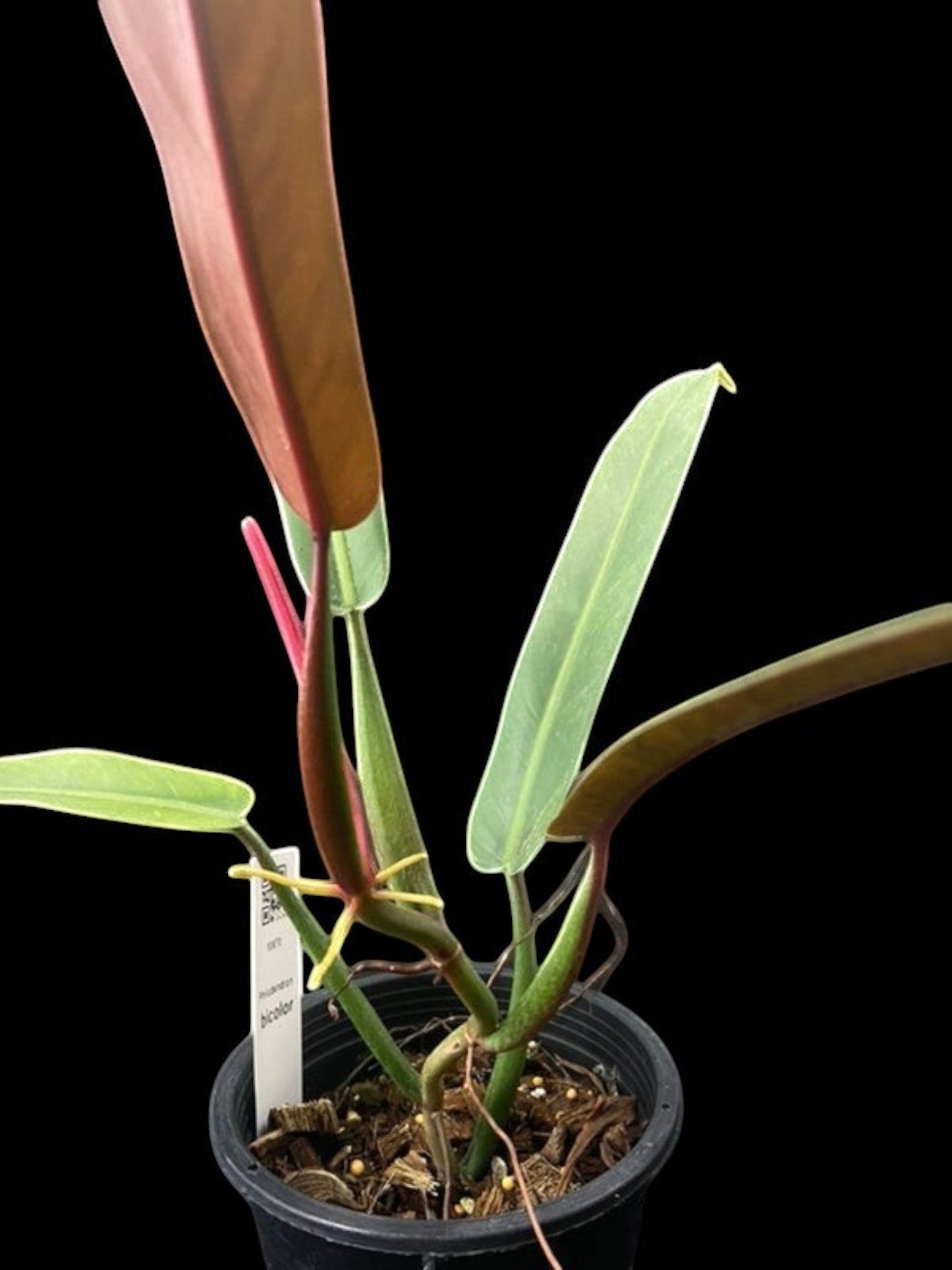 Philodendron bicolor