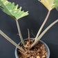 Philodendron Caramel Marble