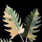 Philodendron Caramel Marble