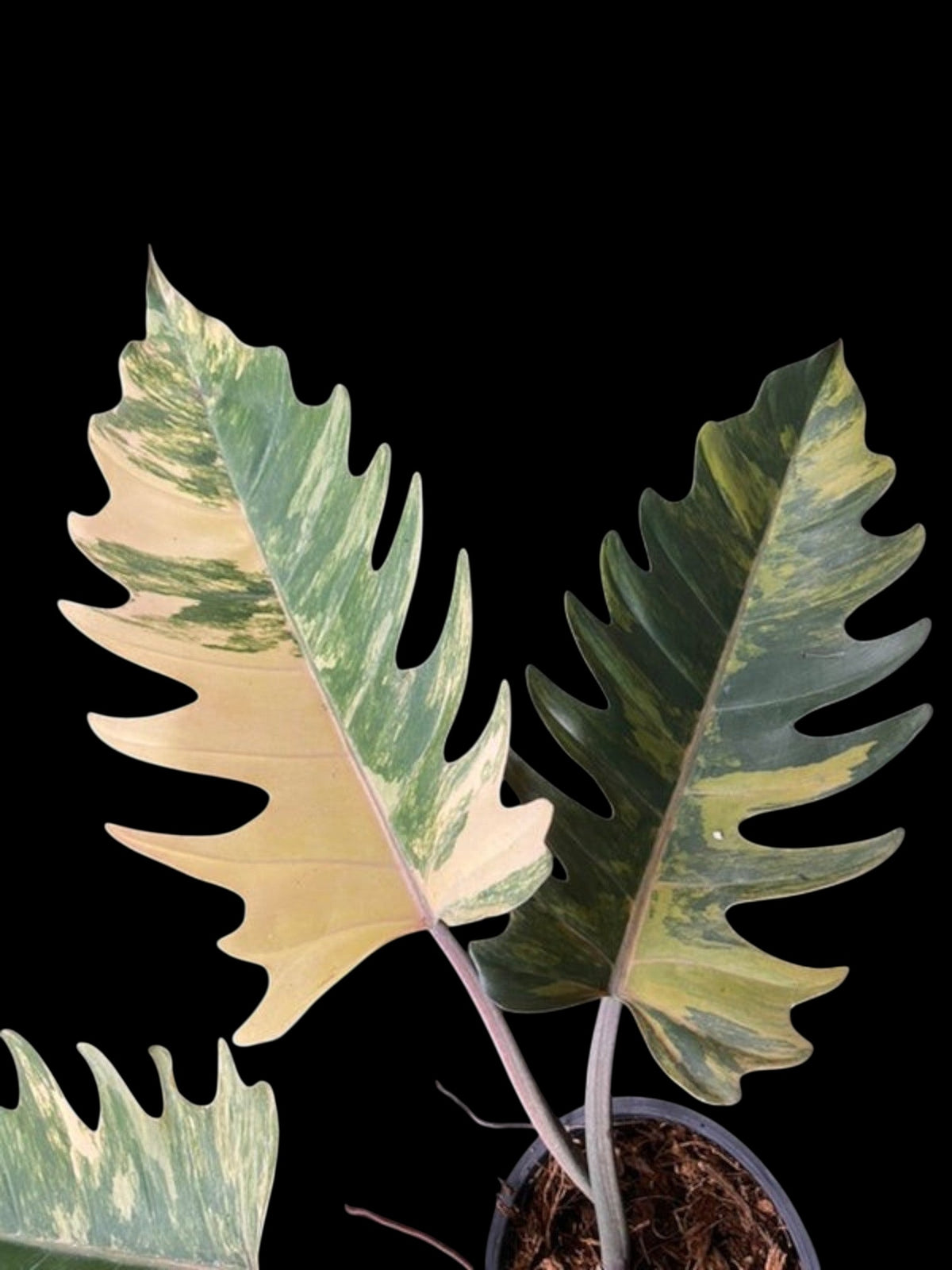 Philodendron Caramel Marble