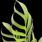 Monstera uleana (L)