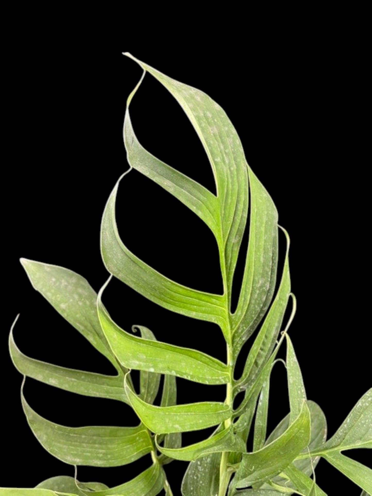 Monstera uleana (L)