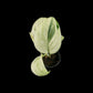 Scindapsus moonlight Marble