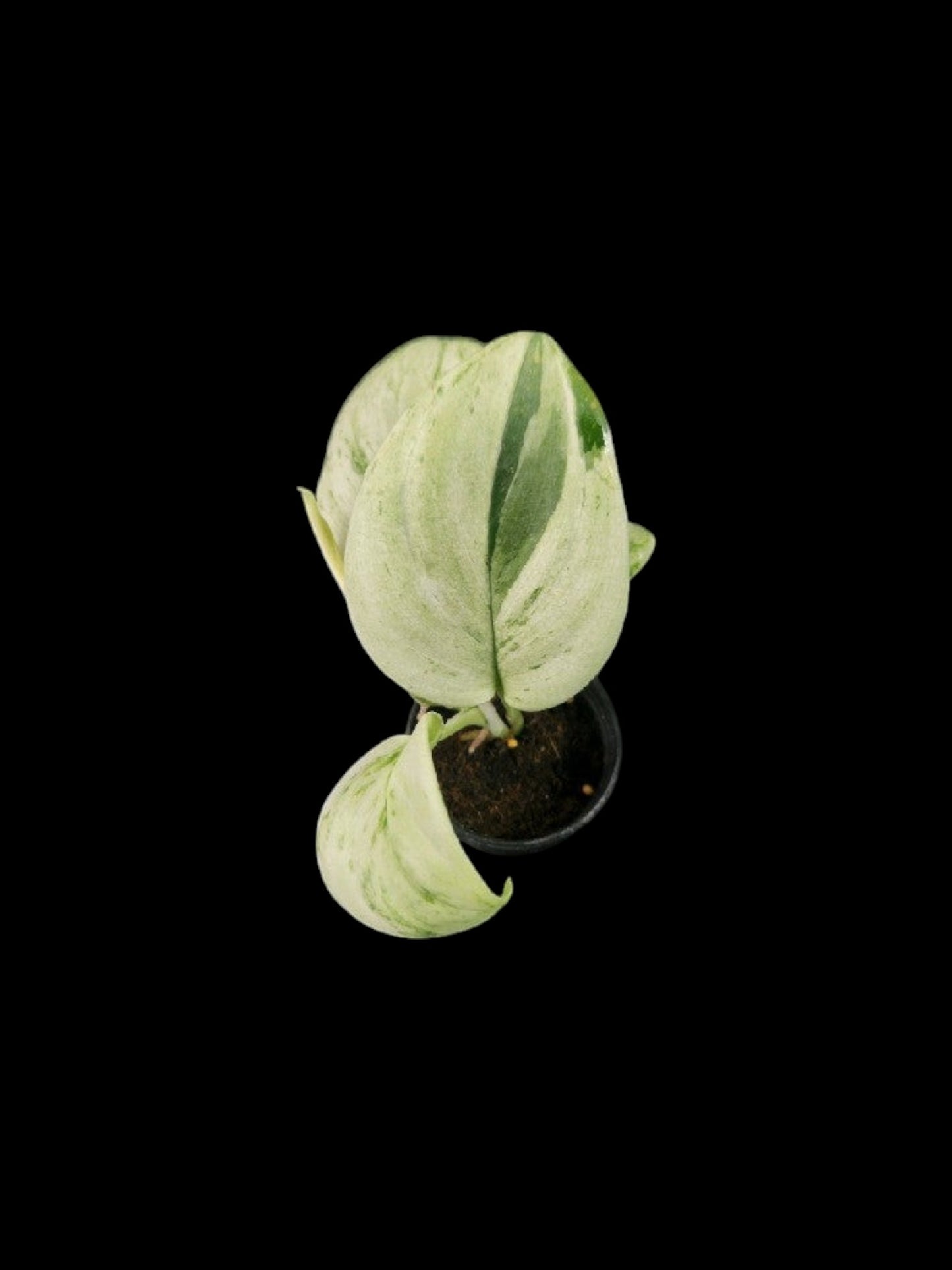 Scindapsus moonlight Marble