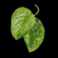 Scindapsus Baticon