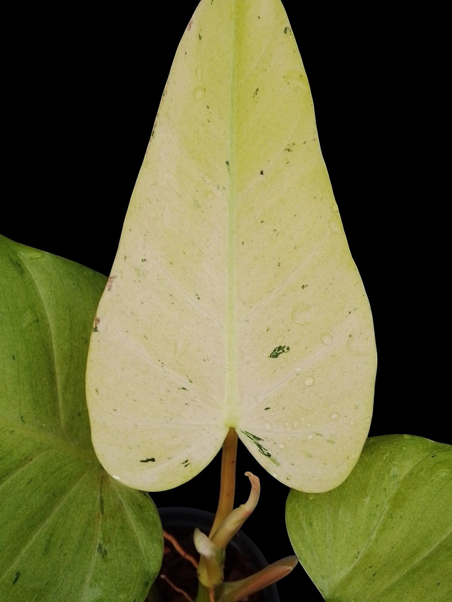 Philodendron Whipple Way (M) – Amazon Garden Thailand