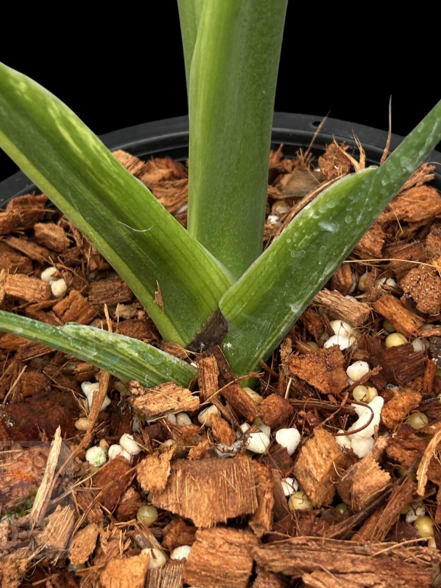 Monstera deliciosa PomPom – Amazon Garden Thailand