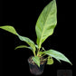 Amazon Garden Live Sales plant