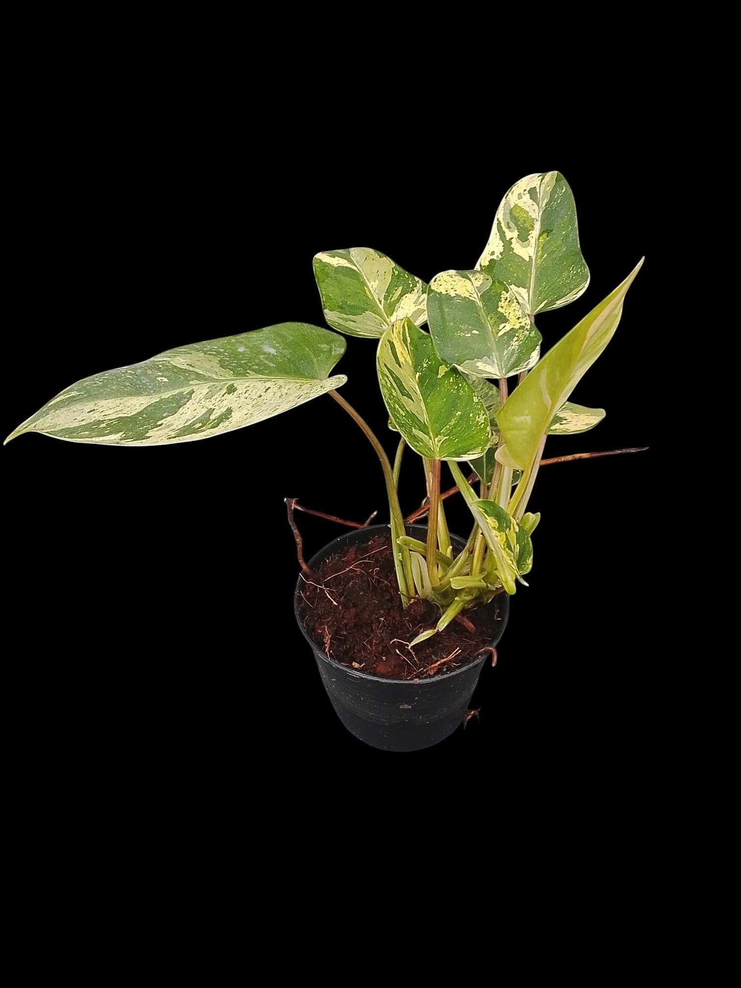 Philodendron Emerald Queen Marble Mutation – Amazon Garden Thailand