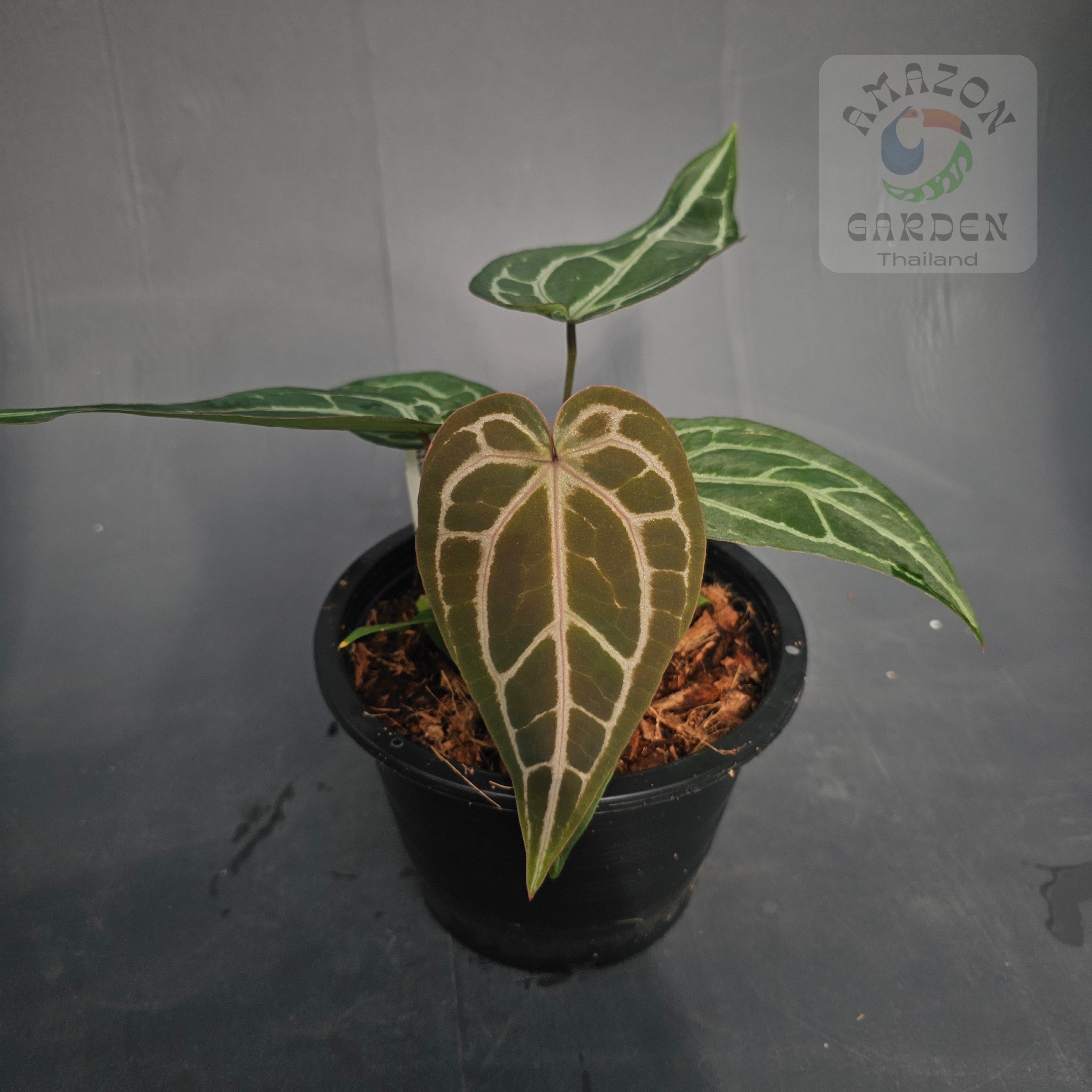 Anthurium – Amazon Garden Thailand