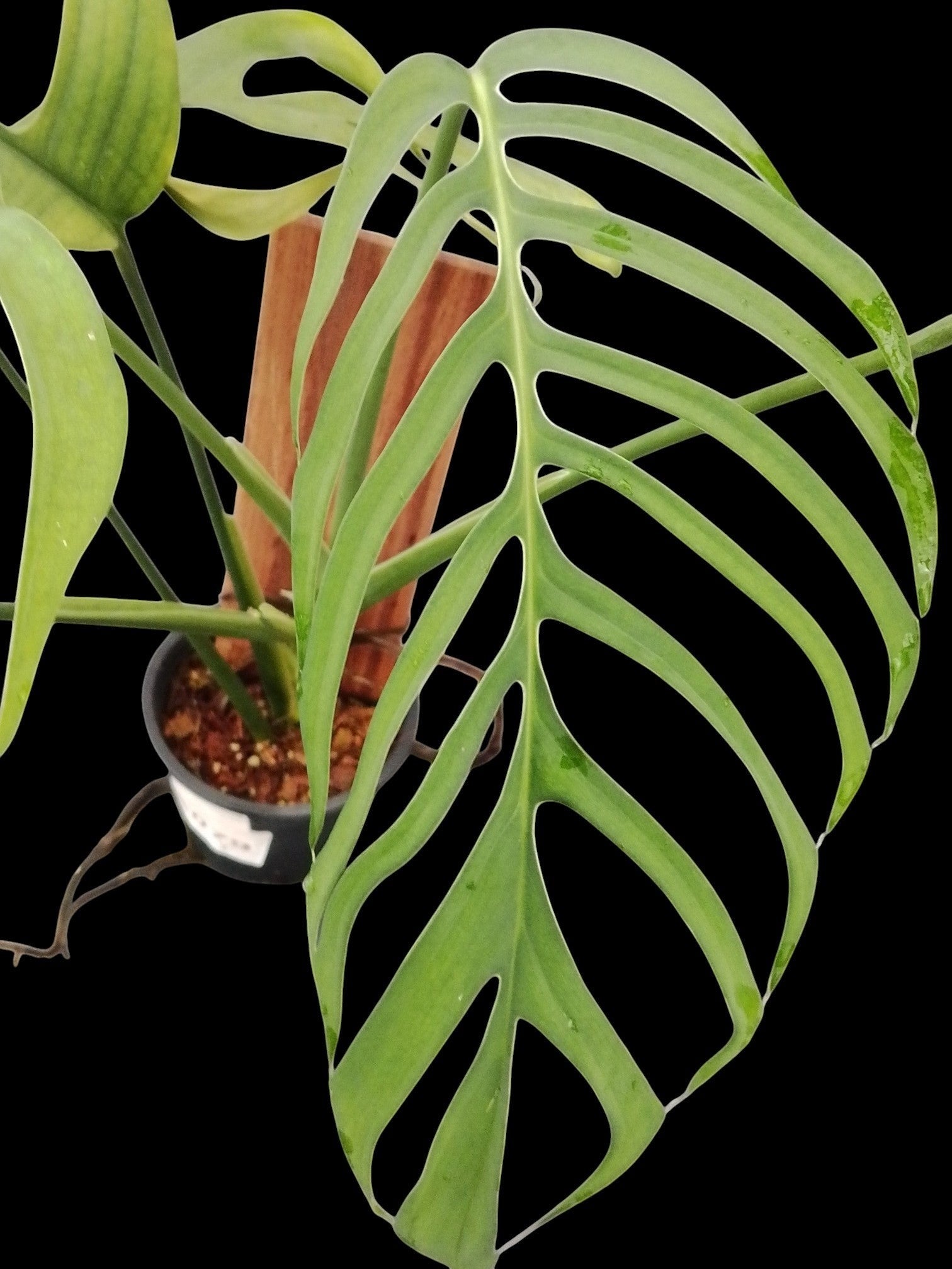 croc monstera Monstera croatii (XL)