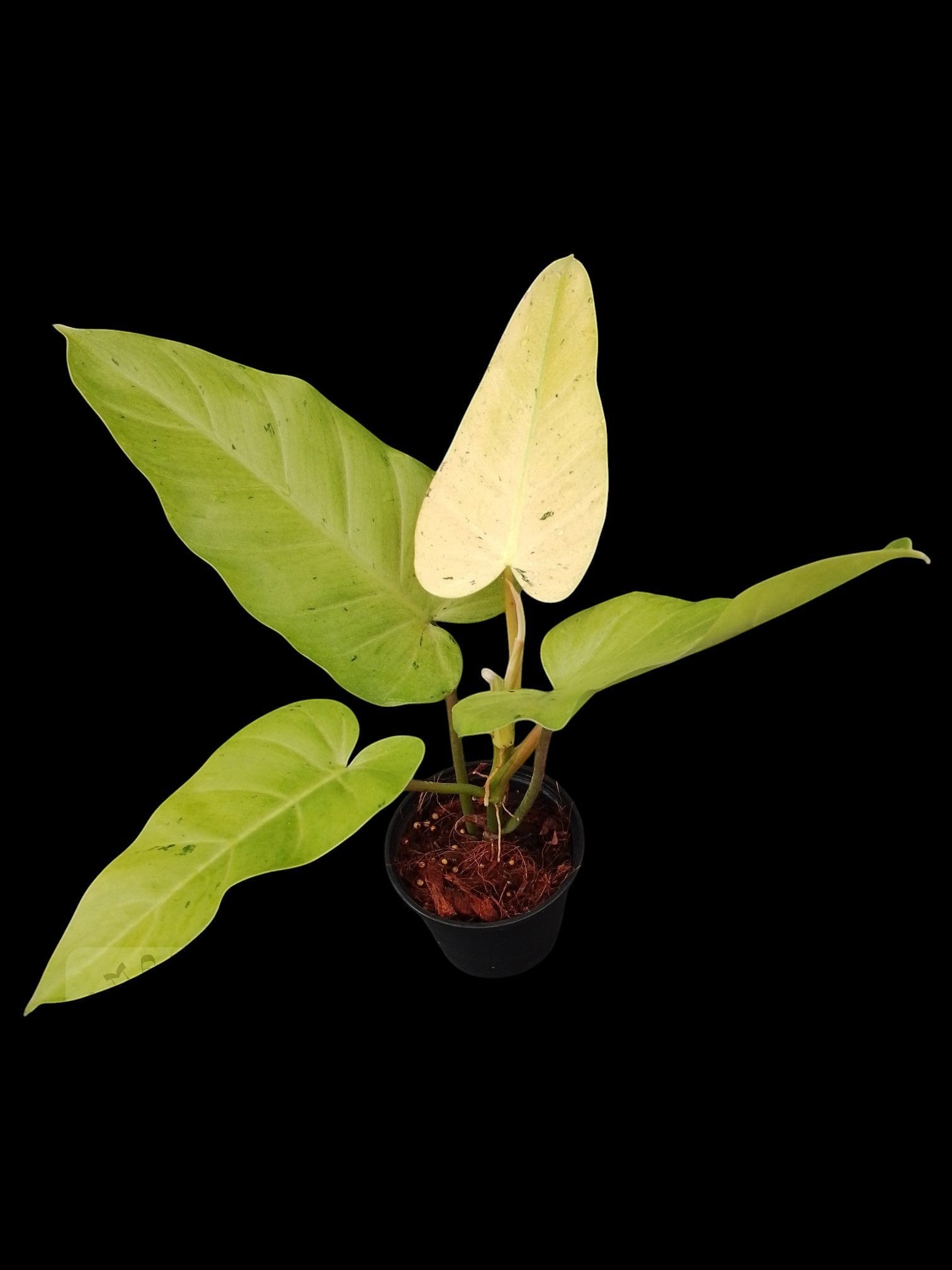 Philodendron Whipple Way (M) – Amazon Garden Thailand